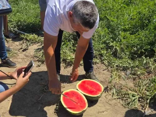 Vukovarsko-srijemska županija ᶠ: Naših desetak OPG-ova na 45 hektara proizvode čak 3.000 tona lubenice ...