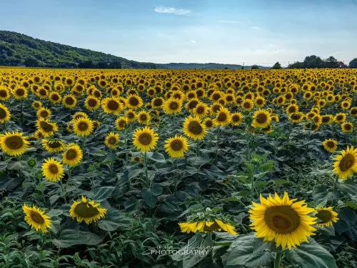 Virovitičko-podravska županija ᶠ: Zanosni cabunski suncokreti...