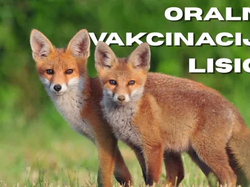 Brodsko-posavska županija ᶠ: U tijeku je akcija oralne vakcinacije lisica!
